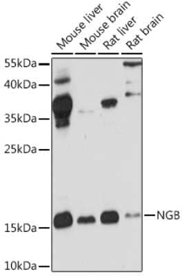 Western Blot Neuroglobin Antibody - Azide and BSA Free